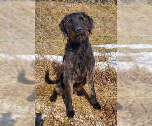 Mutt Dogs for adoption in Lake City, MI, USA