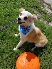 Medium Photo #1 Chihuahua-Unknown Mix Puppy For Sale in Cranston, RI, USA