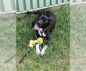 American Pit Bull Terrier-Unknown Mix Dogs for adoption in Louisville, KY, USA