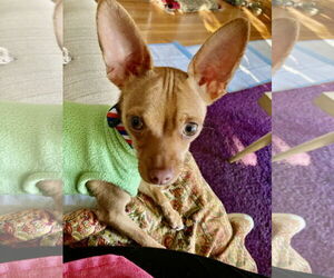 Chihuahua-Unknown Mix Dogs for adoption in San Francisco, CA, USA