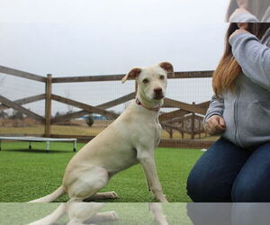 Mutt Dogs for adoption in Chestertown, MD, USA