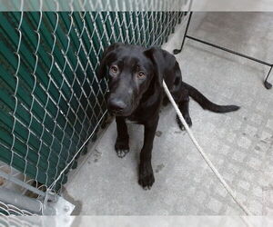 Labrador Retriever-Unknown Mix Dogs for adoption in Downey, CA, USA