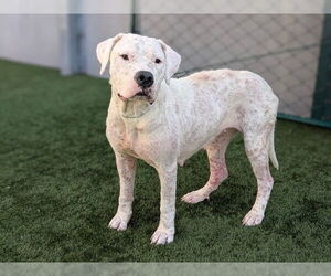 Dogo Argentino Dogs for adoption in Pasadena, CA, USA