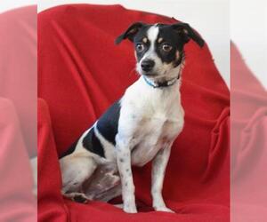 Rat Terrier Dogs for adoption in Jackson, CA, USA