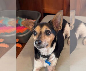 Raggle Dogs for adoption in Harrison, AR, USA