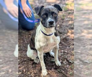 Parson Russell Terrier-Unknown Mix Dogs for adoption in Fort Lauderdale, FL, USA