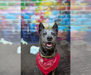 Mutt Dogs for adoption in Franklin, North Carolina, NC, USA
