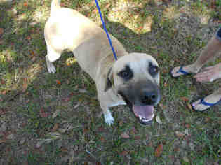 Mastiff Dogs for adoption in Green Cove Springs, FL, USA