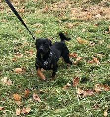 Dachshund Dogs for adoption in Mt Carmel, PA, USA