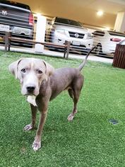 American Staffordshire Terrier-Blue Lacy Mix Dogs for adoption in Houston, TX, USA