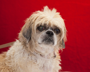 Shiba Inu Dogs for adoption in Pasadena, CA, USA