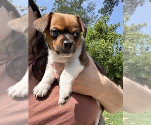 Chihuahua-Unknown Mix Dogs for adoption in Holly Springs, NC, USA