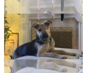 German Shepherd Dog-Unknown Mix Dogs for adoption in Springdale, PA, USA