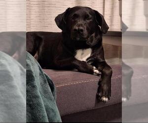 Labrador Retriever-Unknown Mix Dogs for adoption in San Antonio, TX, USA