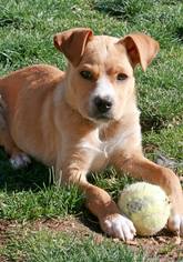Boxador Dogs for adoption in Albuquerque, NM, USA