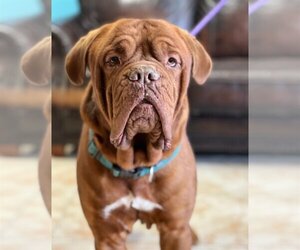 Dogue de Bordeaux Dogs for adoption in Goodyear, AZ, USA