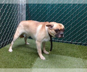 Pom-A-Pug Dogs for adoption in Downey, CA, USA