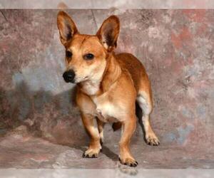 Chi-Corgi Dogs for adoption in West Valley, UT, USA