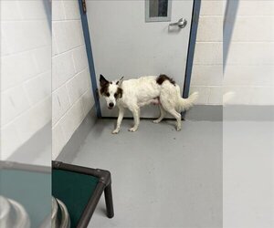 Border Collie-Unknown Mix Dogs for adoption in Augusta, GA, USA