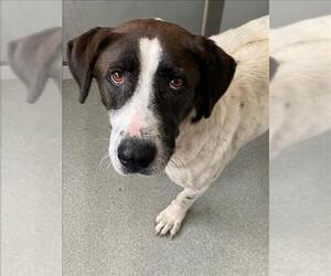 Pointer Dogs for adoption in Fayetteville, NC, USA