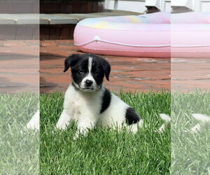 Mutt Dogs for adoption in Plainfield, IL, USA