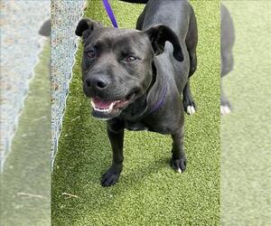 American Pit Bull Terrier-Labrador Retriever Mix Dogs for adoption in Fayetteville, NC, USA