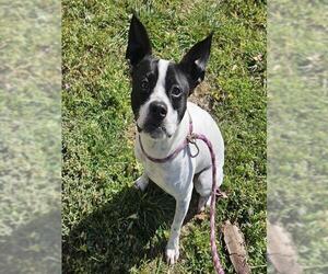 Boston Terrier-Pointer Mix Dogs for adoption in Camarillo, CA, USA