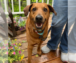 Rhodesian Ridgeback-Unknown Mix Dogs for adoption in Brooklyn Center, MN, USA