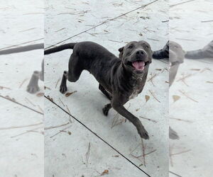 American Pit Bull Terrier-Labrador Retriever Mix Dogs for adoption in Oakhurst, NJ, USA