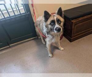 German Shepherd Dog-Huskies  Mix Dogs for adoption in Pasadena, CA, USA