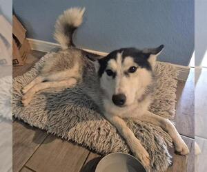 Huskies -Unknown Mix Dogs for adoption in San Antonio, TX, USA