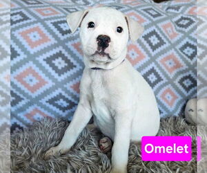 Mutt Dogs for adoption in Duluth, MN, USA