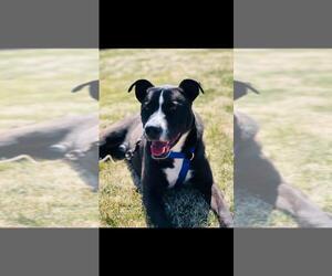 Borador Dogs for adoption in Albertville, MN, USA