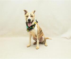 Unknown-Whippet Mix Dogs for adoption in Sanford, FL, USA