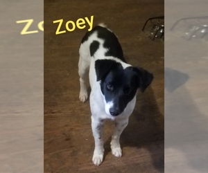 Border-Aussie Dogs for adoption in Zepheyrhills, FL, USA