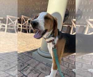 Mutt Dogs for adoption in Roxboro, NC, USA