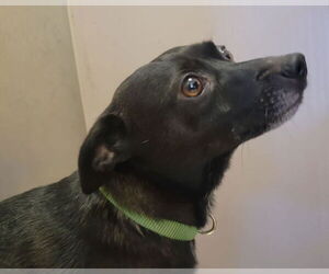 Chihuahua Dogs for adoption in Martinez, CA, USA