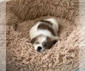 ShiChi Dogs for adoption in Denton, TX, USA