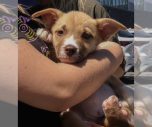 Siberian Husky-Unknown Mix Dogs for adoption in Brooklyn, NY, USA