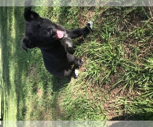 Borador Dogs for adoption in Salisbury, NC, USA