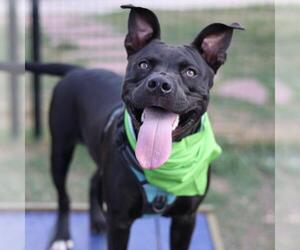 Staffordshire Bull Terrier-Unknown Mix Dogs for adoption in San Antonio, TX, USA