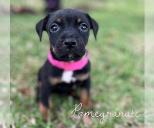 Rat Terrier-Unknown Mix Dogs for adoption in Ormond Beach, FL, USA