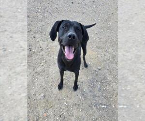Labrador Retriever-Unknown Mix Dogs for adoption in South Lake Tahoe, CA, USA