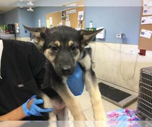 German Shepherd Dog Dogs for adoption in Riverside, CA, USA