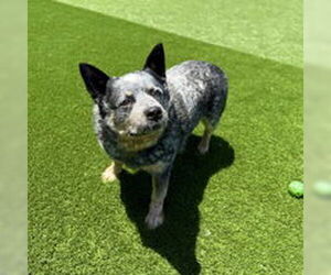 Mutt Dogs for adoption in Salinas, CA, USA