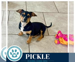 Dachshund Dogs for adoption in Kimberton, PA, USA