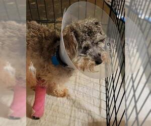 Miniature Schnauzer-Poodle (Toy) Mix Dogs for adoption in Akron, OH, USA