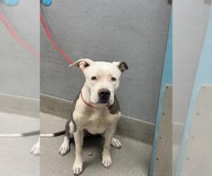 American Pit Bull Terrier-Unknown Mix Dogs for adoption in Las Vegas, NV, USA