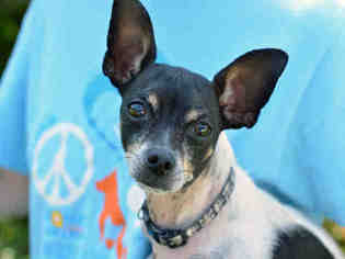 Rat-Cha Dogs for adoption in Fort Lauderdale, FL, USA