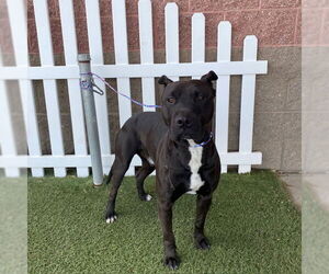 American Pit Bull Terrier Dogs for adoption in Modesto, CA, USA